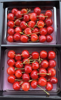 佐藤錦 700g | 椎名秀果園ネットショップ